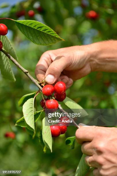 Le Mesnil-sous-Jumièges: cherry picking in the Seine Valley . Cherry tree, prunus avium. Hands picking cherries.