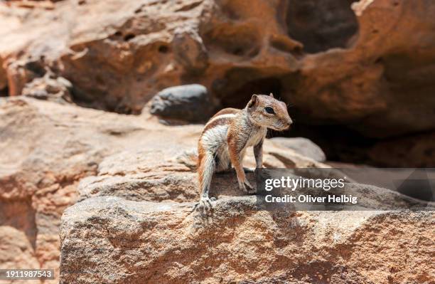 cute chipmunk atlas squirrel on fuerteventura, canary islands, spain - olhos castanho claros - fotografias e filmes do acervo