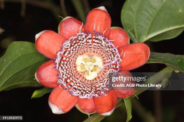 Passion Fruit Flower, Passiflora alata, Campina do Monte Alegre, Sao Paulo, Brazil.