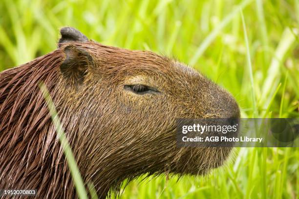 Capybara, Hydrochaeris hydrochaeris, in Pond Covered by Fencing, Rodentia, Miranda, Mato Grosso do Sul, Brazil.