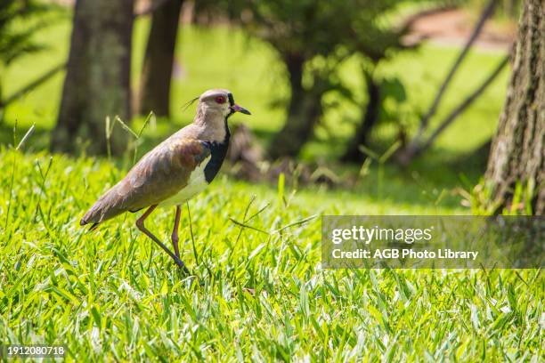 Southern Lapwing, Vanellus chilensis, Botanical Garden, Sao Paulo, Brazil.