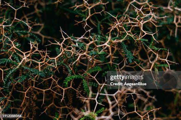 close-up thorn bush background - thorn stock pictures, royalty-free photos & images