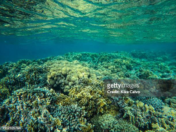 Healthy Caribbean Coral reef in Guna Yala.