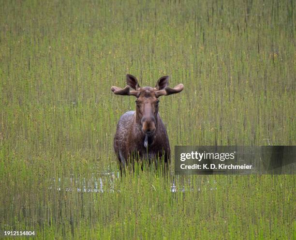 High Resolution Moose 37 Moose Mountain Provincial Park Stock Photos, High-Res Pictures, and ...