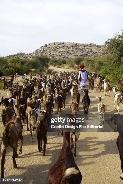 Nomadic Rabari Shepherd Wearing Coiled Turban And Traditional Dress With Herd Of Goats.