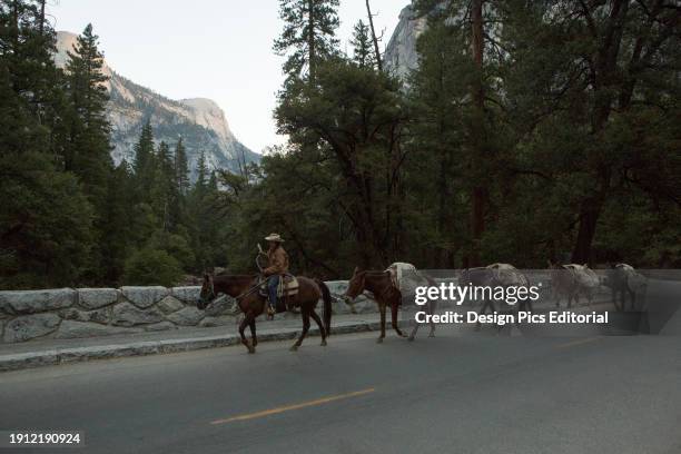 Cowgirl leads a train of horses through the Yosemite Valley. Yosemite National Park, California.