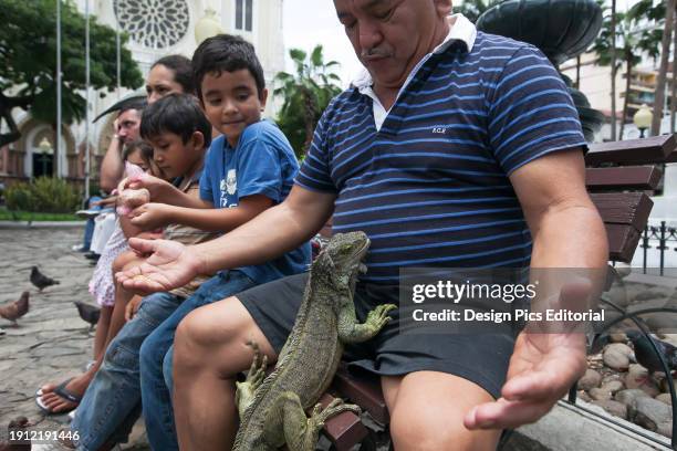 People gather to play with and feed iguanas and pigeons in a city park located across from the main cathedral. Guayaquil, Ecuador.