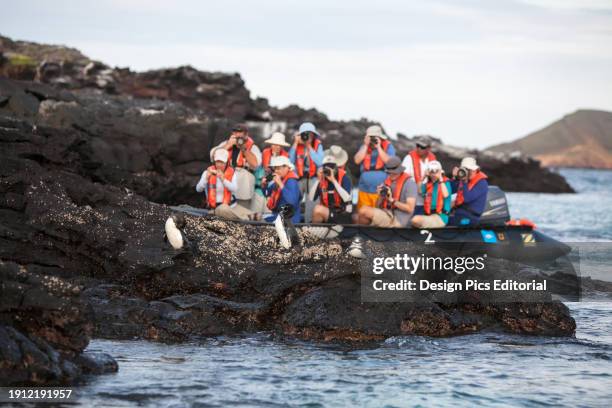 Tourists observe and photograph Galapagos penguins resting on a rock formation. Pacific Ocean, Galapagos Islands, Ecuador.