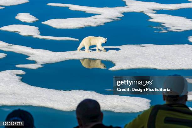 Curious Polar Bear walks on melting ice pack as tourists view. Svalbard, Norway.