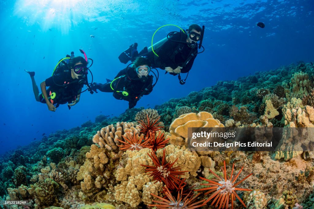 Slate pencil sea urchins (Heterocentrotus mammillatus) color the foreground of this Hawaiian reef scene with three divers at Molokini Marine Preserve off the island of Maui, Hawaii, USA; Hawaii, United States of America