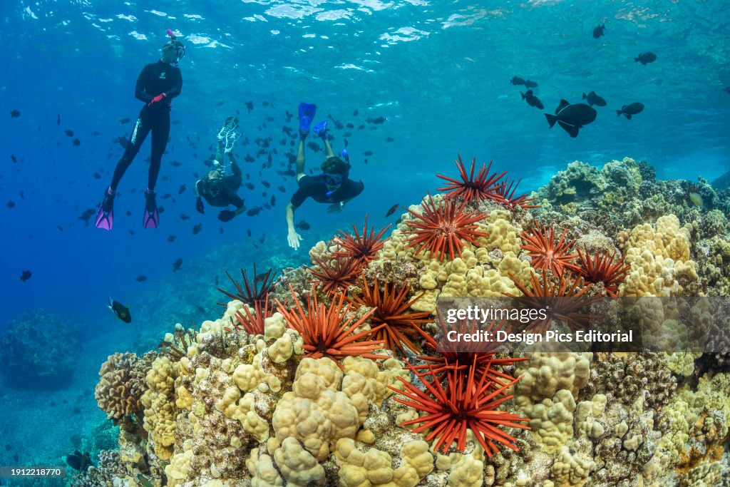 Slate pencil sea urchins (Heterocentrotus mammillatus) color the foreground of this Hawaiian reef scene with three people free diving with black triggerfish (Melichthys niger) at Molokini Marine Preserve off the island of Maui, Hawaii; Maui, Hawaii, Unite