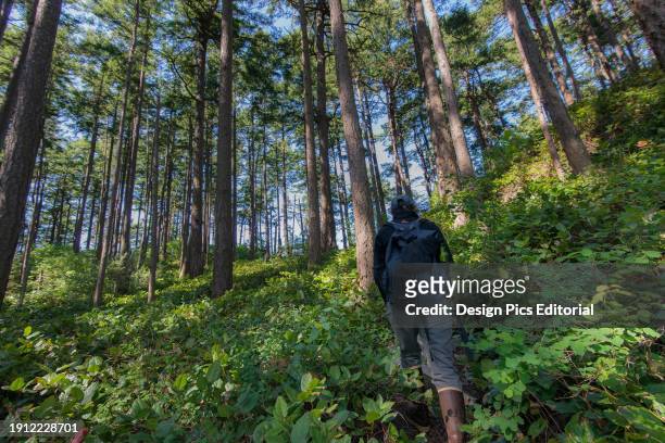 Hiker walks through a forest on Sucia Island, Washington state.