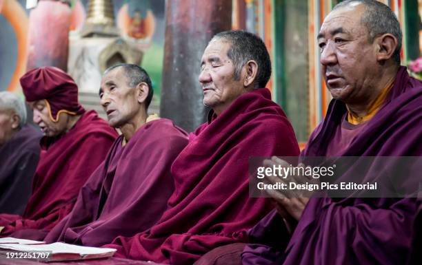 Senior buddhist monks sitting in a row and meditating. Ladakh, Jammu and Kashmir, India.