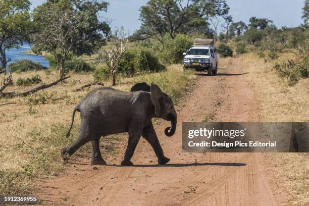 Baby Elephant Crossing Dirt Track With Jeep. Botswana.