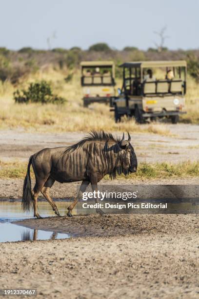 Blue Wildebeest Leaving Pool With Jeeps In The Background. Botswana.