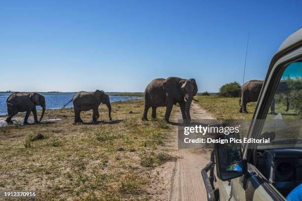 Elephants On Riverbank Crossing Track By Jeep. Botswana.