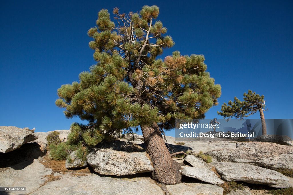 Atop Sentinel Dome, a rocky peak that offers stunning views to the Yosemite Valley, a hiker and photographer prepares a tripod among large trees.; Yosemite National Park, California