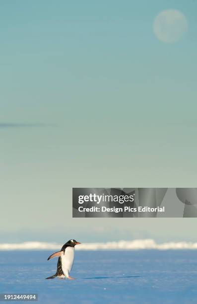 Gentoo penguin walks across the ice under a full moon in Wilhelmina Bay. Antarctica.