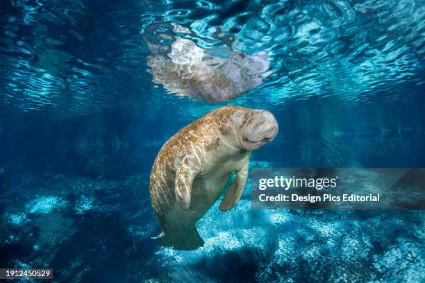 Endangered Florida Manatee at Three Sisters Spring in Crystal River, Florida. The Florida Manatee is a subspecies of the West Indian Manatee....