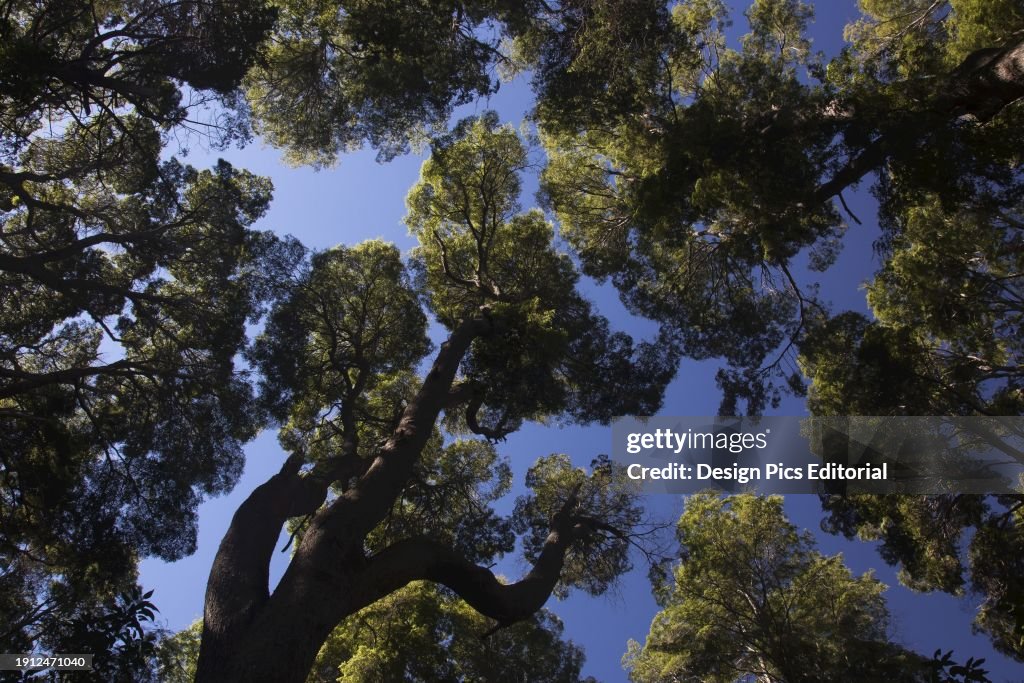 Grove Of Rare Arrayan Trees (Chilean Myrtle Trees, Luma Apiculata) In Los Arrayanes National Park; Rio Negro, Argentina