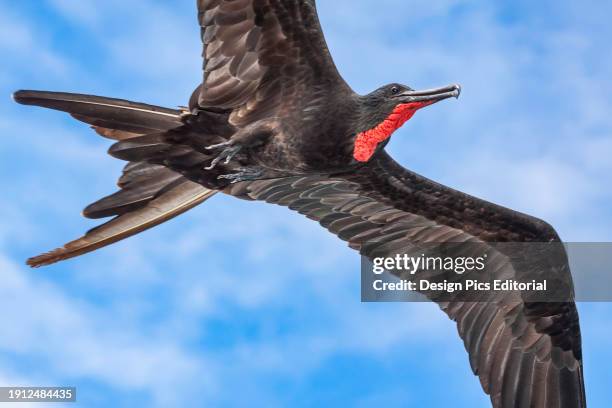 Magnificent Frigate bird in flight over Santa Cruz Island, Galapagos Archipelago, Ecuador. Galapagos Islands, Ecuador.