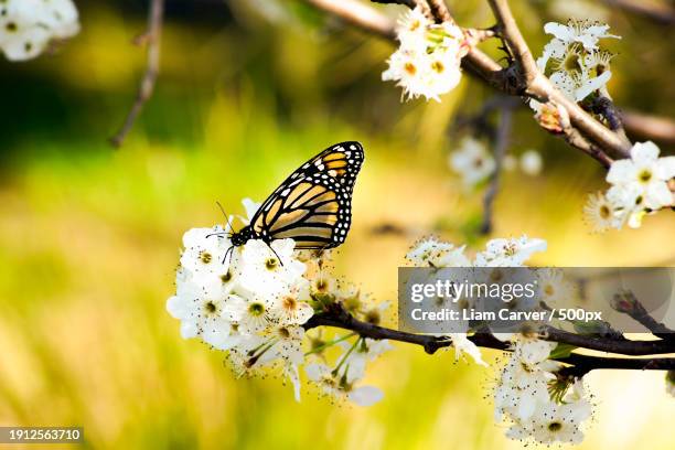 close-up of butterfly pollinating on flower - liam stock pictures, royalty-free photos & images