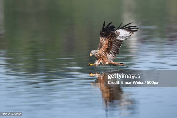 close-up of white flying over lake - white tailed eagle stock pictures, royalty-free photos & images