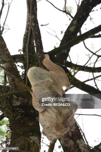 Two-toed sloth perched on branches. The forest of Cahuita National Park, overlooking the Caribbean Sea, Costa Rica, Central America.