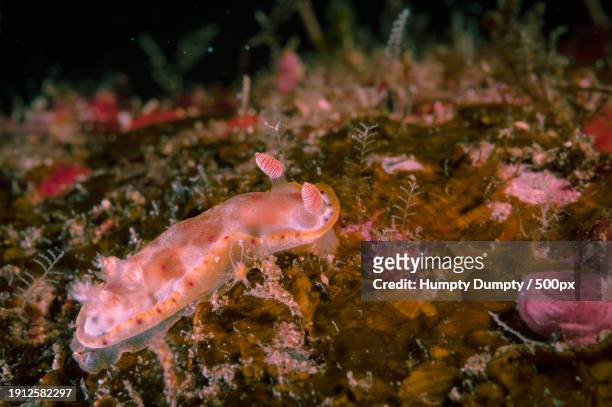 close-up of coral in sea - turbelaria fotografías e imágenes de stock