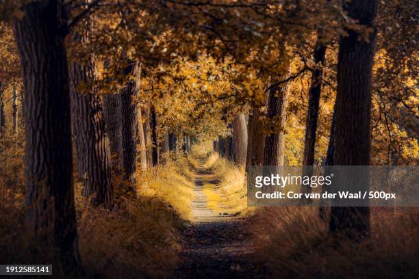 trees in forest during autumn - tapered roots stock pictures, royalty-free photos & images