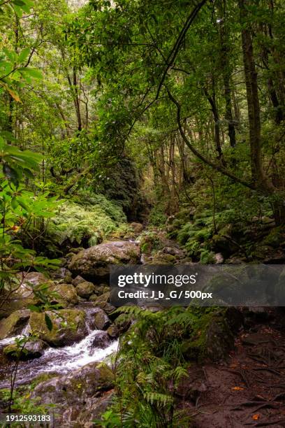 trees growing in forest - caminhada stock pictures, royalty-free photos & images