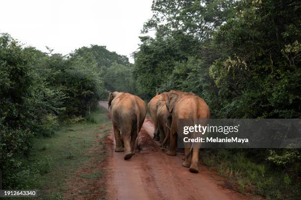 elephant family spotted from safari at yala national park - sri lankan elephant stock pictures, royalty-free photos & images