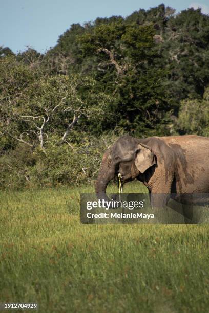 elephant grazing and eating grass at jungle meadow in yala national park safari drive, sri lanka - sri lankan elephant stock pictures, royalty-free photos & images