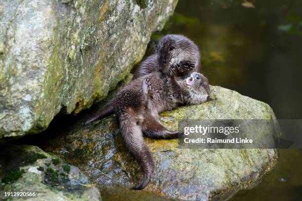 otter, lutra lutra, two young otters playing - lutra lutra - fotografias e filmes do acervo