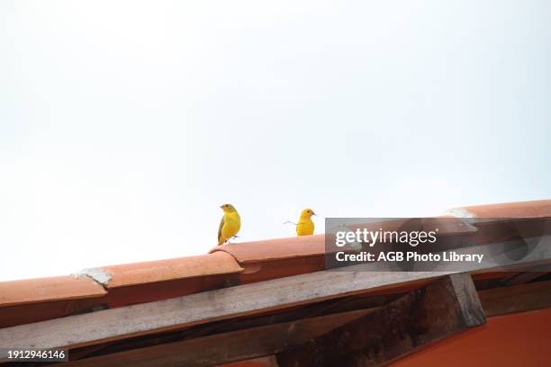 Bird, canary, farm Merces, Minas Gerais, Brazil.