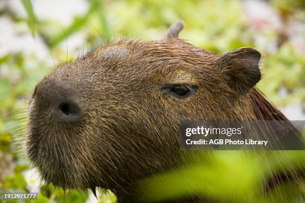 Capybara, Hydrochaeris hydrochaeris, in Pond Covered by Fencing, Rodentia, Miranda, Mato Grosso do Sul, Brazil.