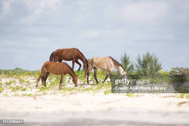 Cavalos pastando em vegetacao de duna frontal, problema ambiental, restinga, Horses Grazing on in Front Vegetation of Dune, Canavieiras, Bahia,...