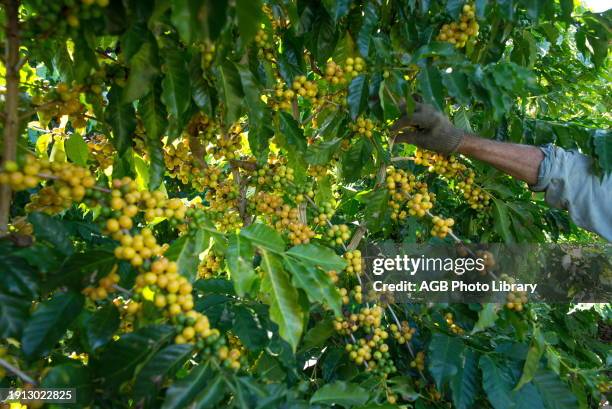 Coffee Harvest in Guape - MG.