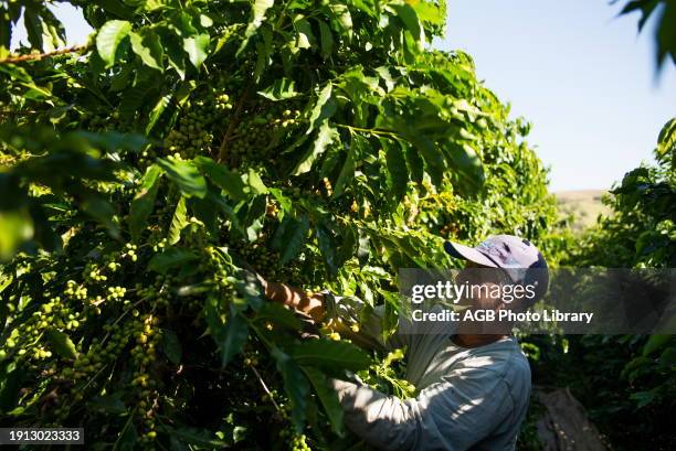 Coffee Harvest in Guape - MG.