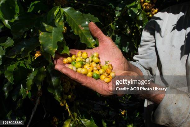 Coffee Harvest in Guape - MG.