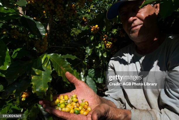 Coffee Harvest in Guape - MG.