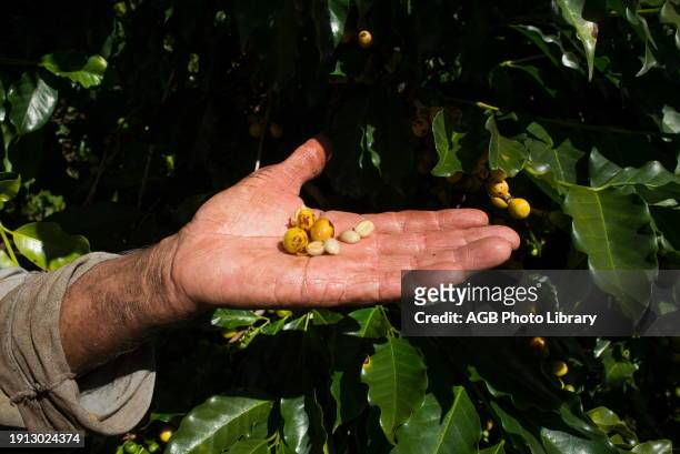 Coffee Harvest in Guape - MG.