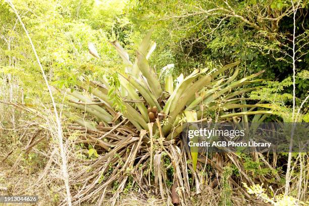 Gravata, Bromeliaceae, tank bromeliad , Plant, tank bromeliad, Boa Nova, Bahia, Brazil.