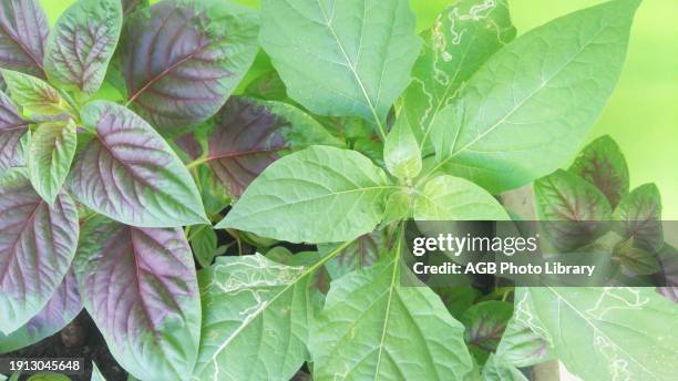 Celosia cristata foliage, Flamingo Feather, Sao Paulo, Brazil.