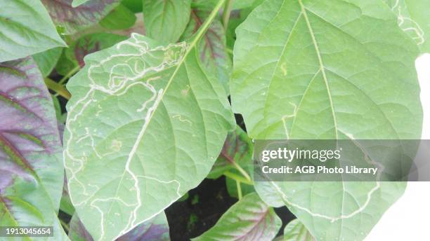 Celosia cristata foliage, Flamingo Feather, Sao Paulo, Brazil.