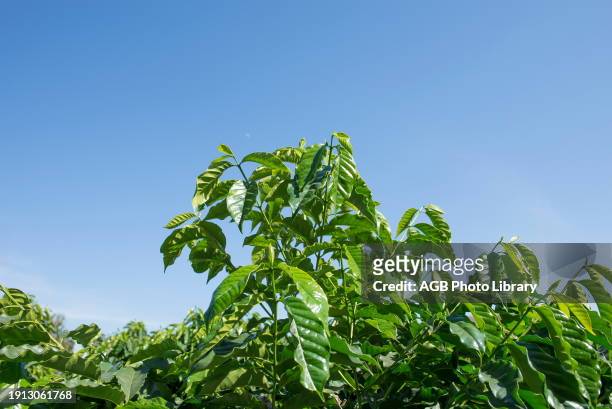 Coffee Harvest in Guape - MG.