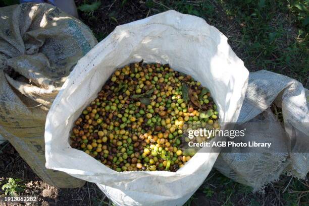 Coffee Harvest in Guape - MG.