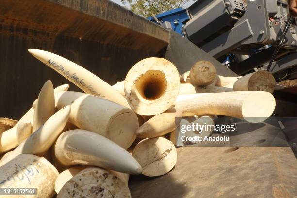 View of elephant tusks after being seized from wildlife traffickers, gathered to be destroyed in Abuja, Nigeria on January 09, 2024. Nigeria...