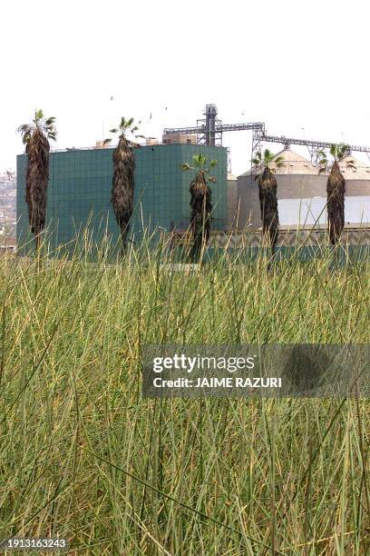 View of an ecological reserve in Lima, Peru where a factory stands 17 December 2002. Vista de la fábrica chilena de pastas Lucchetti, ubicada en la...