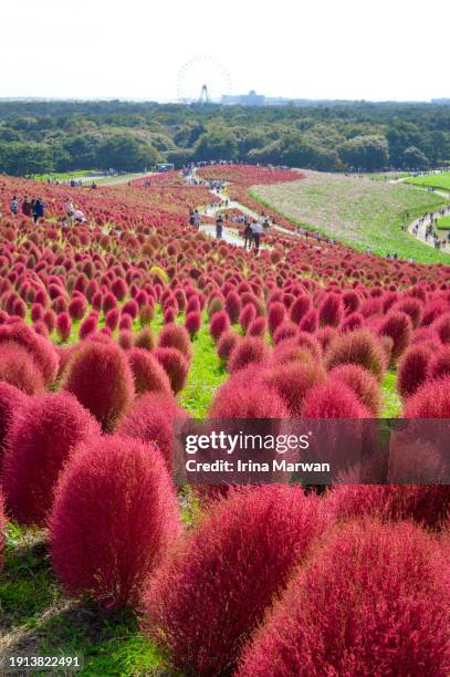 kochia plants autumn in japan - hitachi ibaraki stock pictures, royalty-free photos & images